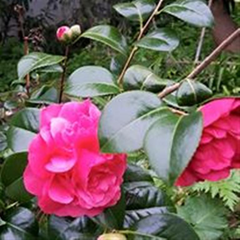 Villa Da Melis 布阿尔库什 外观 照片